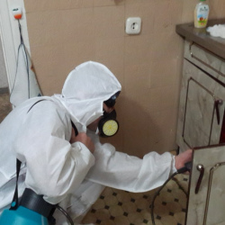 Дезинфекция от муравьев в квартире в Западной Двине